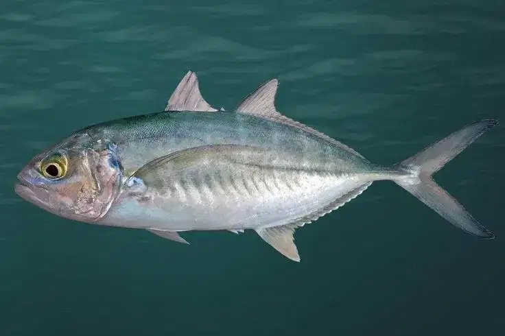 Carapau