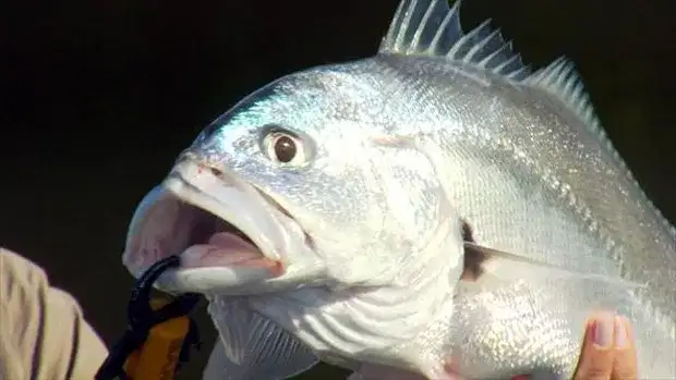 Corvina