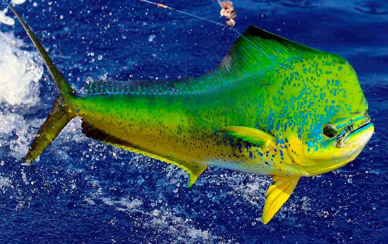 Dourado do Mar / Mahi Mahi