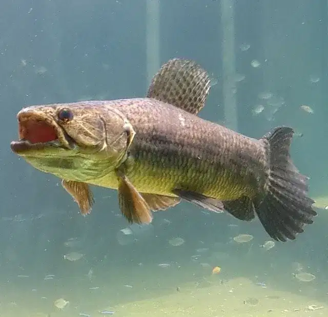 Lobó