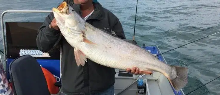 Pescada-amarela