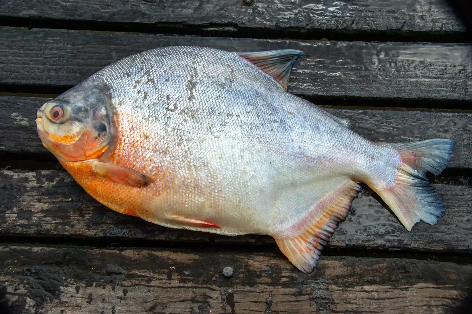 Pirapitinga